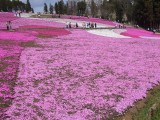 芝桜　フリー画像