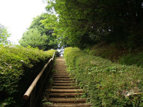 自然　階段　木