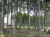 自然　森林
