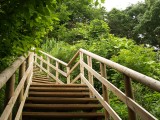自然　階段　木